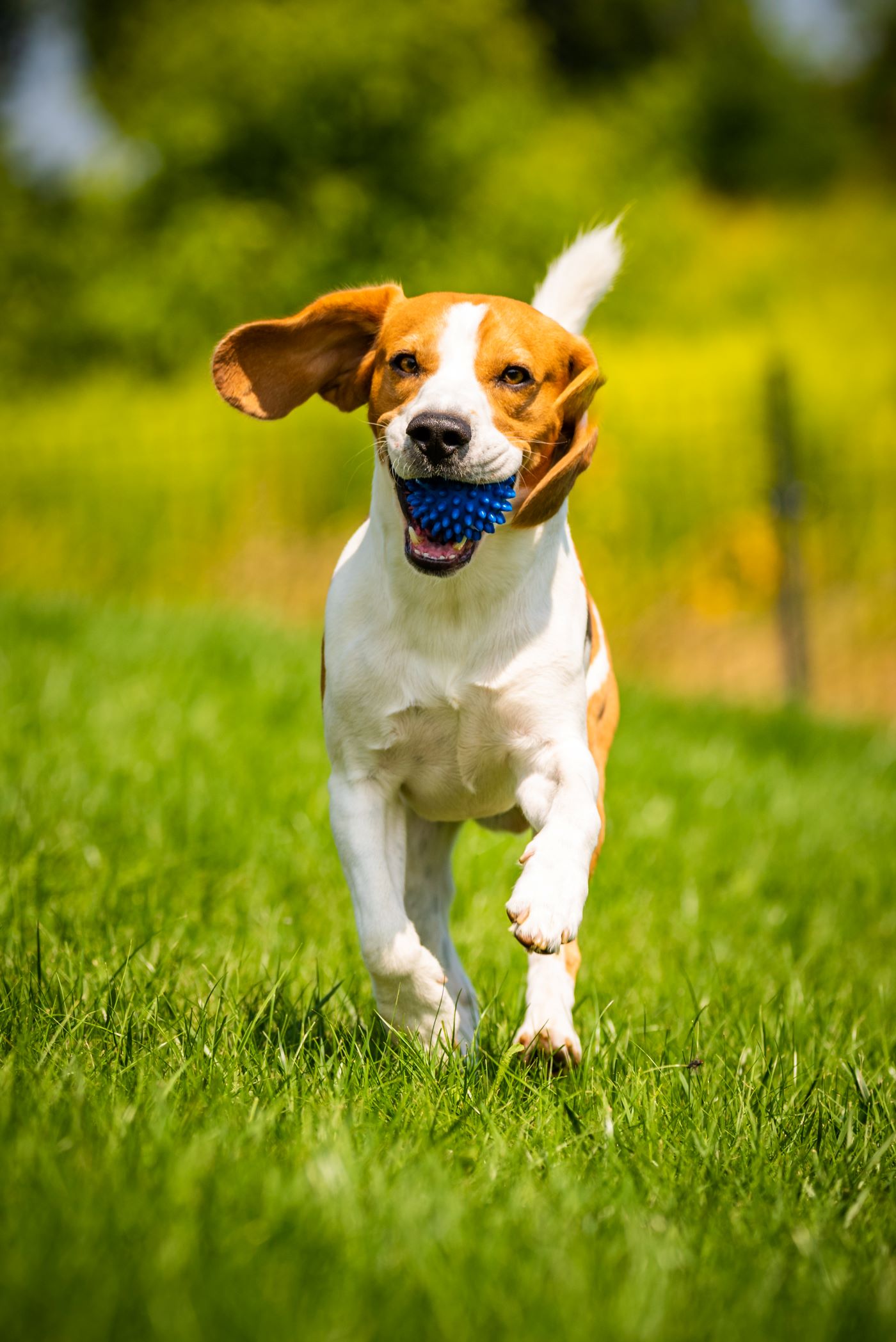 Beagle Running outside