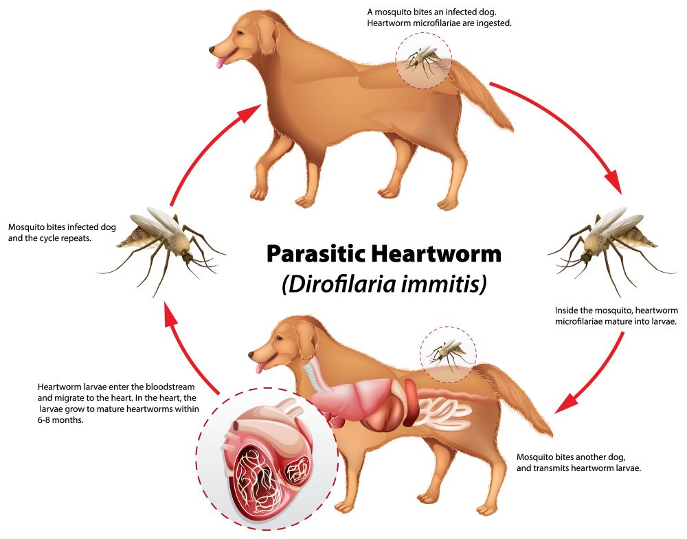 Blog Heartworm and Mosquitoes