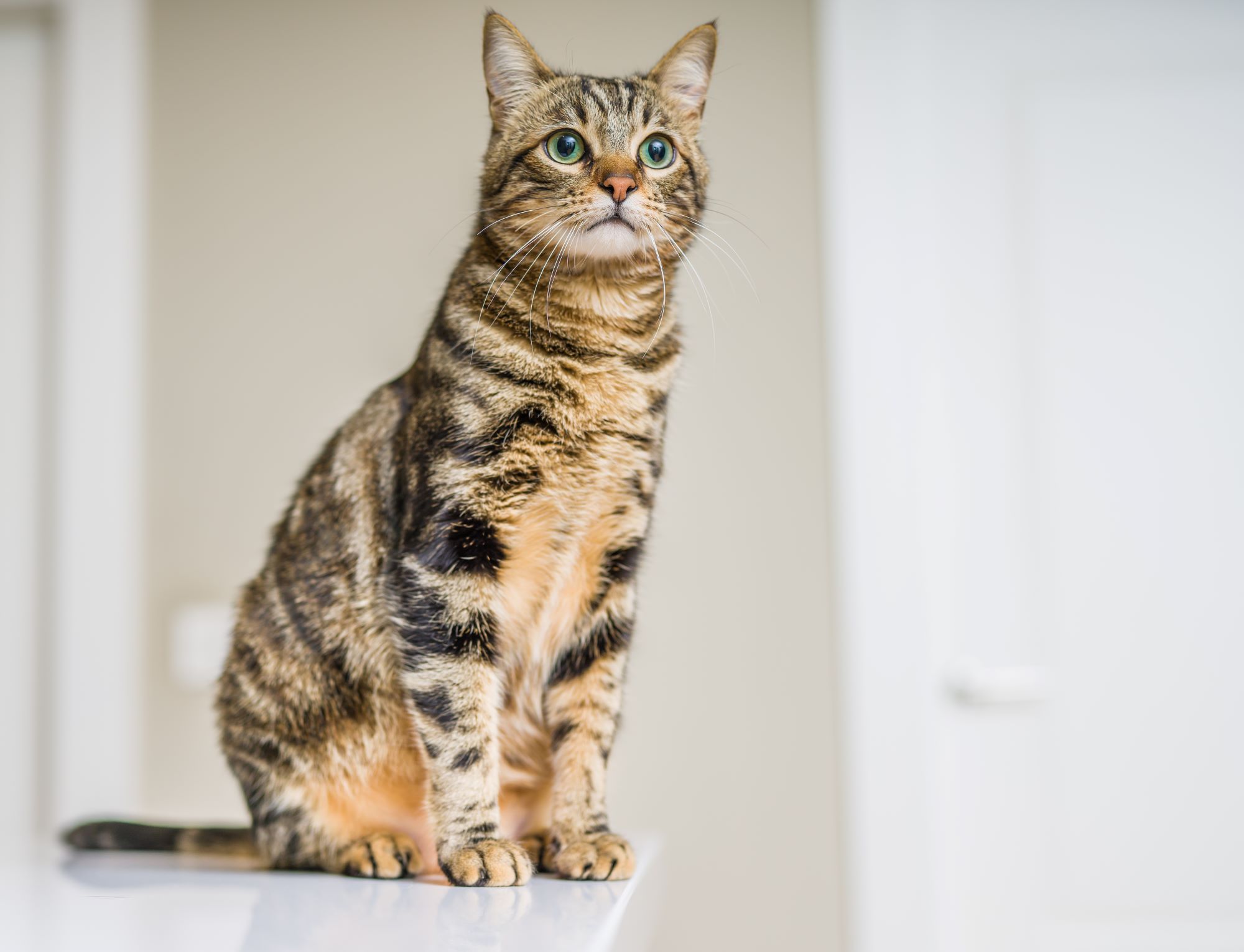 Cat on a ledge