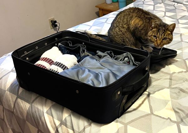 Cat travel 1