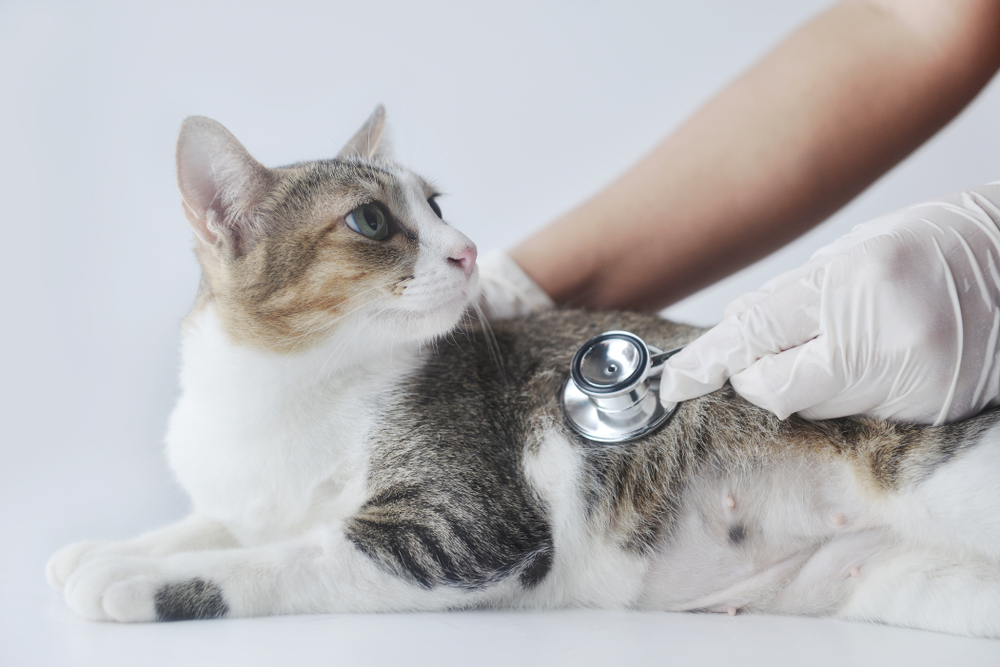 Cat veterinarian checking lung