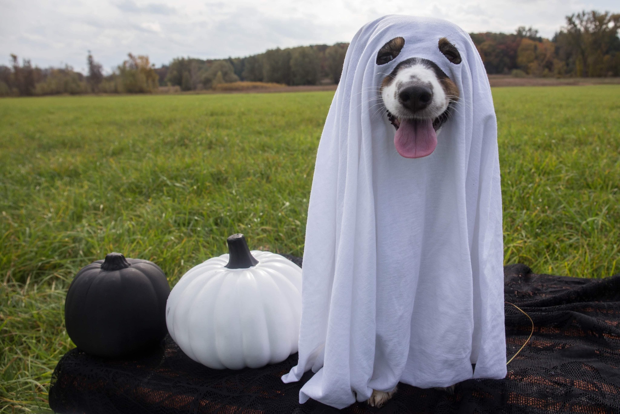 Dog ghost Halloween costume