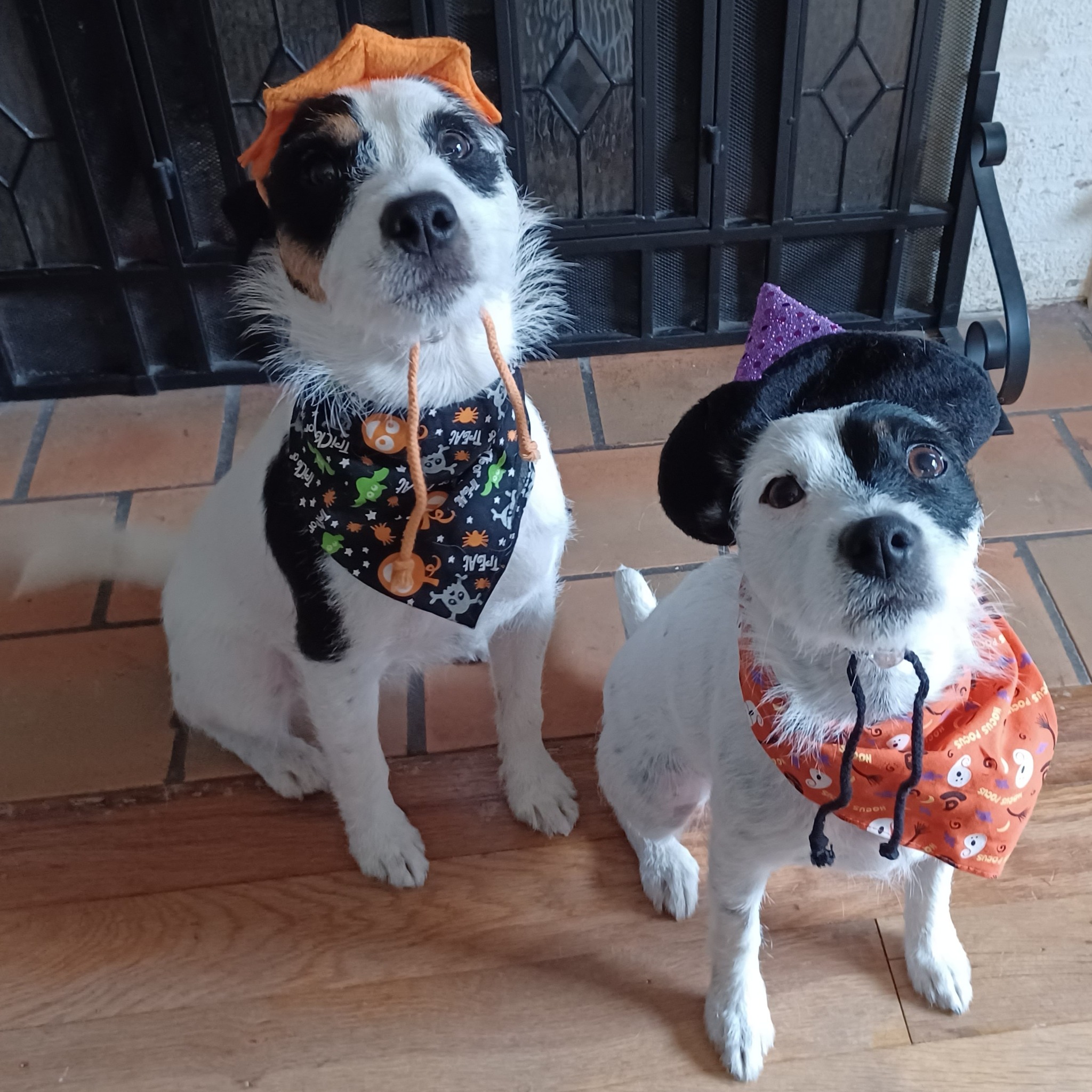 Fun dog halloween costumes