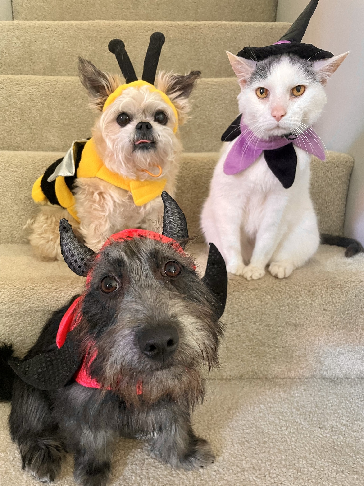 Halloween dogs and cat costumes