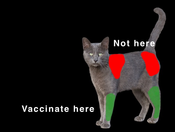 Are All Feline Vaccines Created Equally?