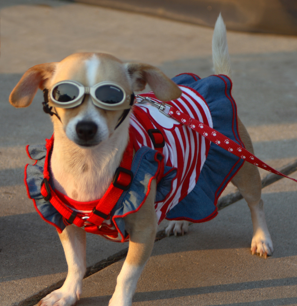 Pooch in costume for the Fourth of July