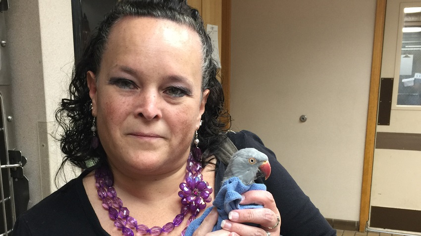 Cascade Hospital For Animals Reunites High-Flying Parakeet with Owner