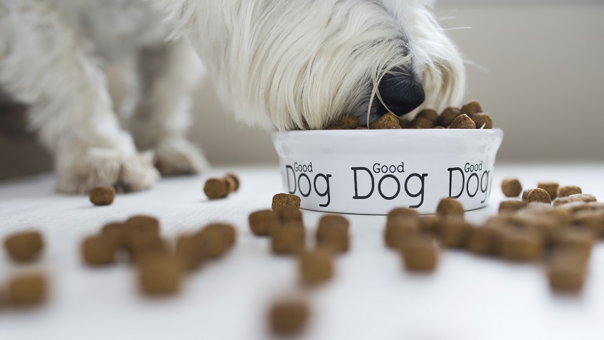 One good way to control weight for pets is to monitor diets closely. 