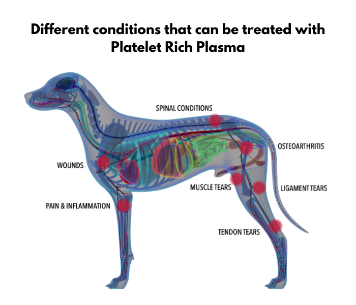 Platelet Rich Plasma Therapy for pets
