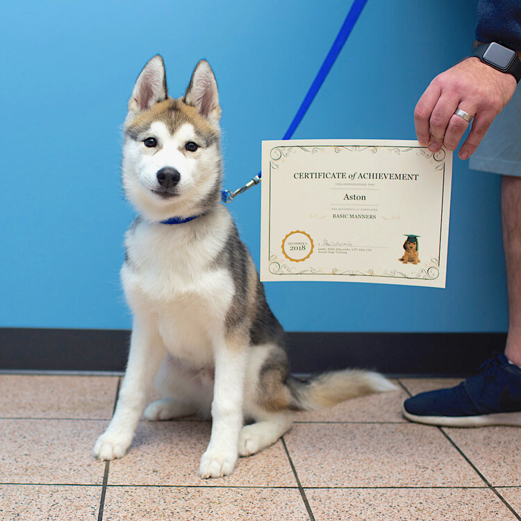 Puppy And Dog Training In West Michigan