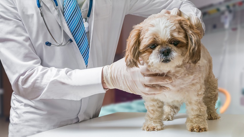Dog Flu is Spreading, So Protect Your Pet With a Vaccination