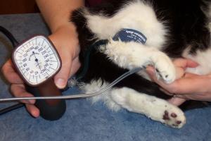 Like humans, cats can also get their blood pressure checked for hypertension