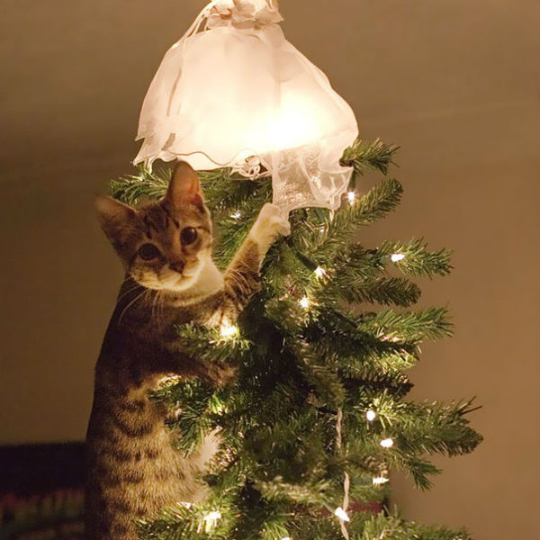 Cat attacking hot sale christmas tree