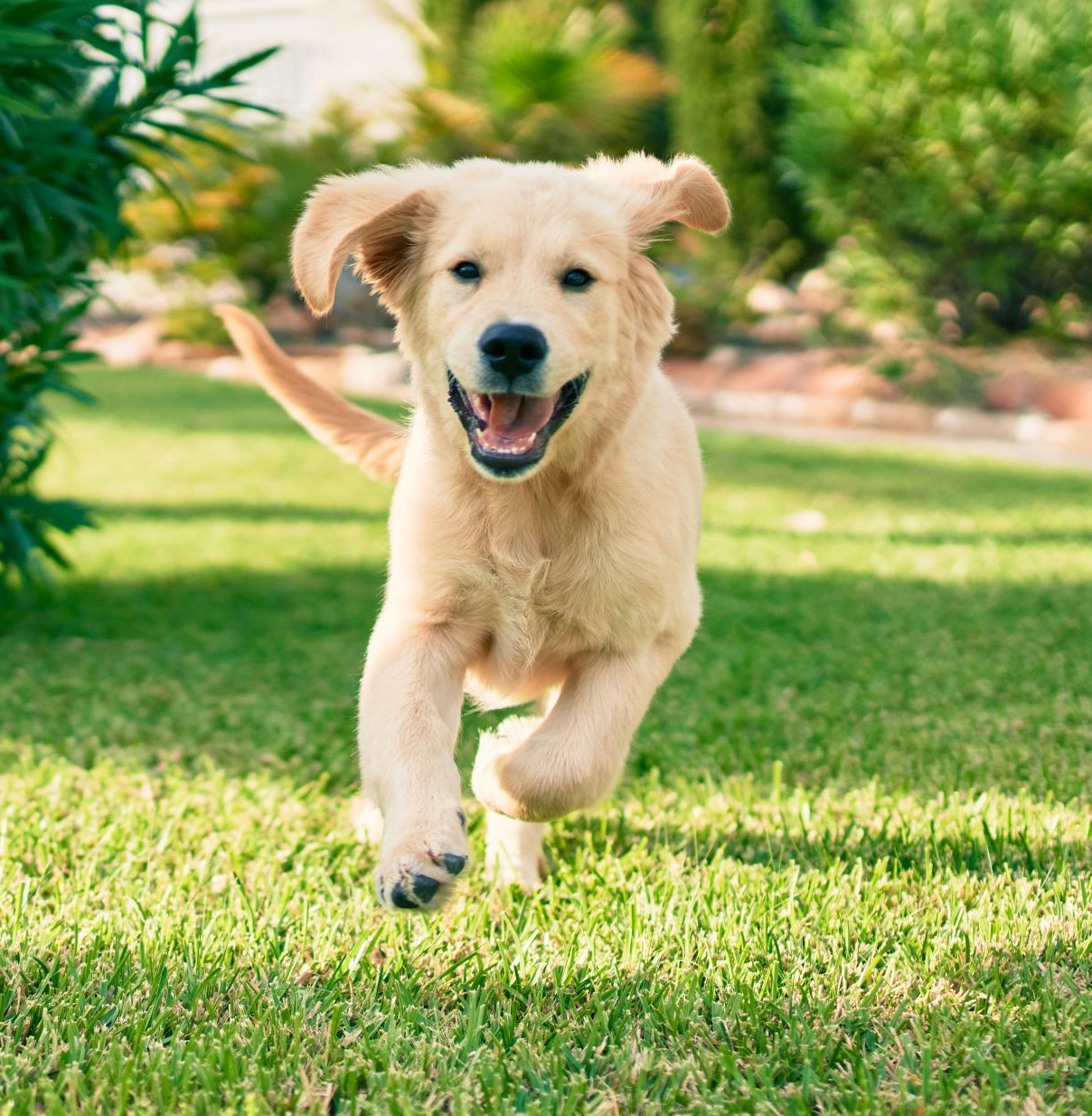 outdoor pesticides and dogs