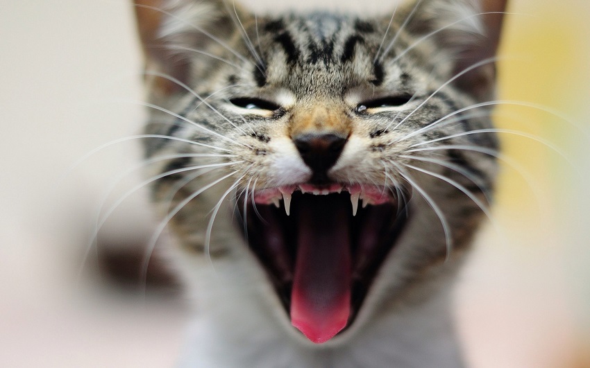 Could your cat’s mouth be painful like this?