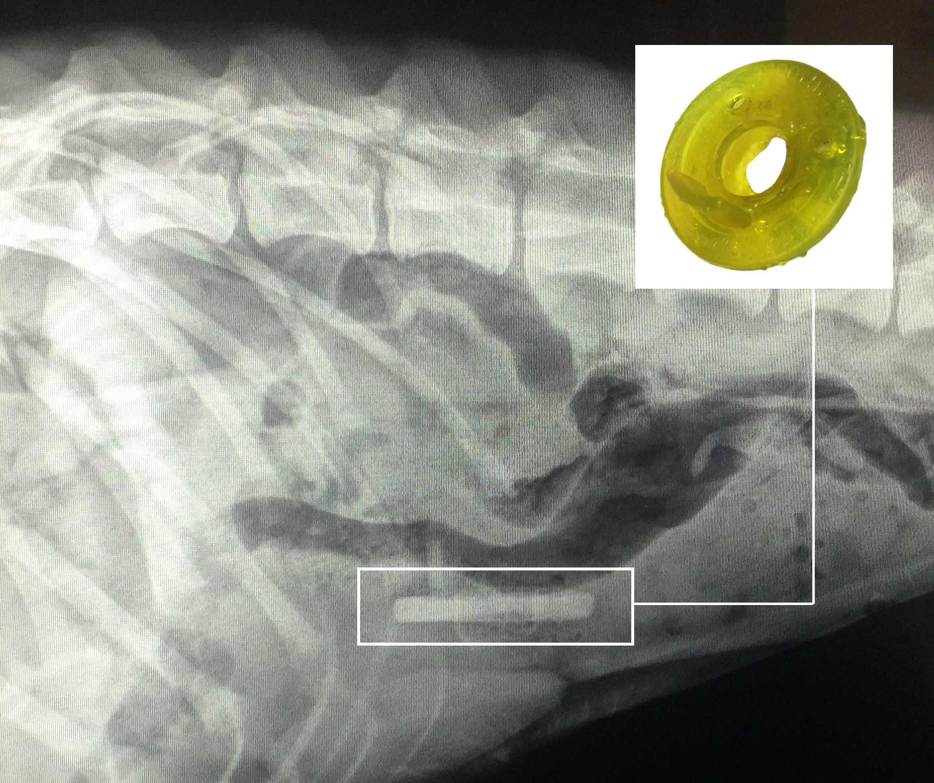 An x-ray image of the pacifier that Annie, a boxer mix, swallowed, requiring surgery