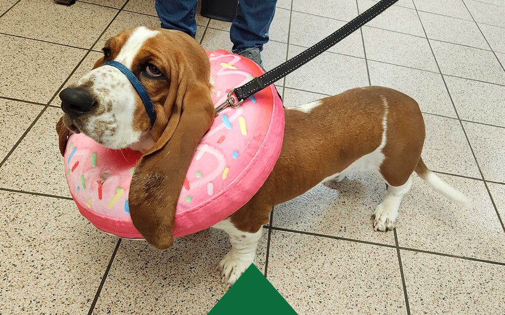 Bassett Hound With Donut Collar