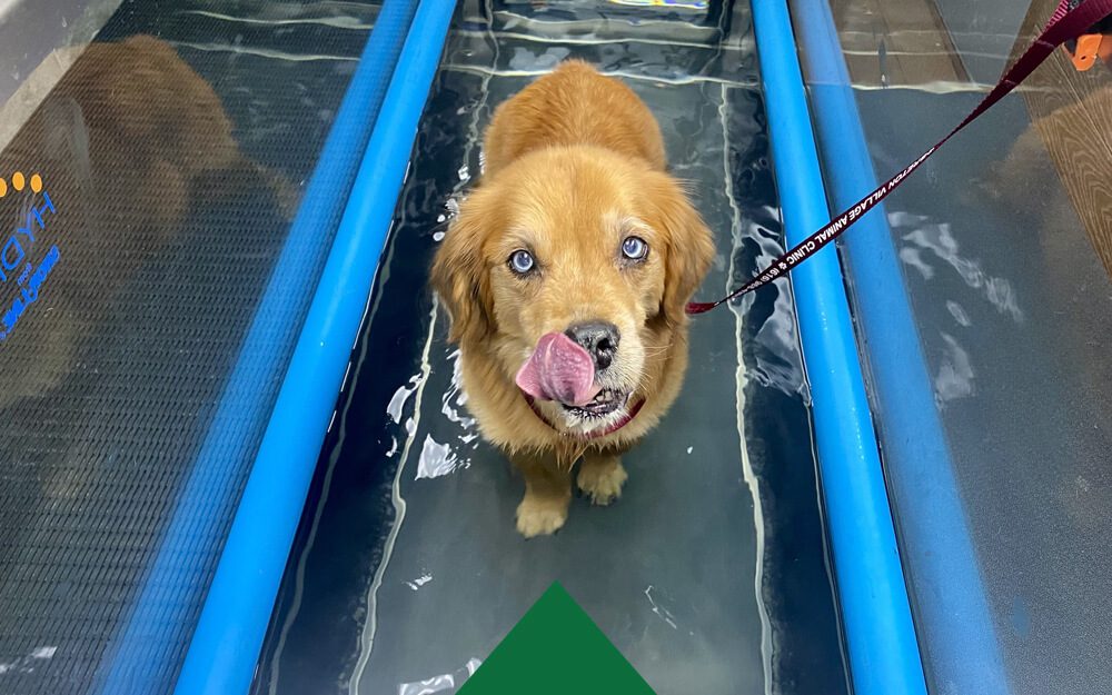 Dog On Water Treadmill