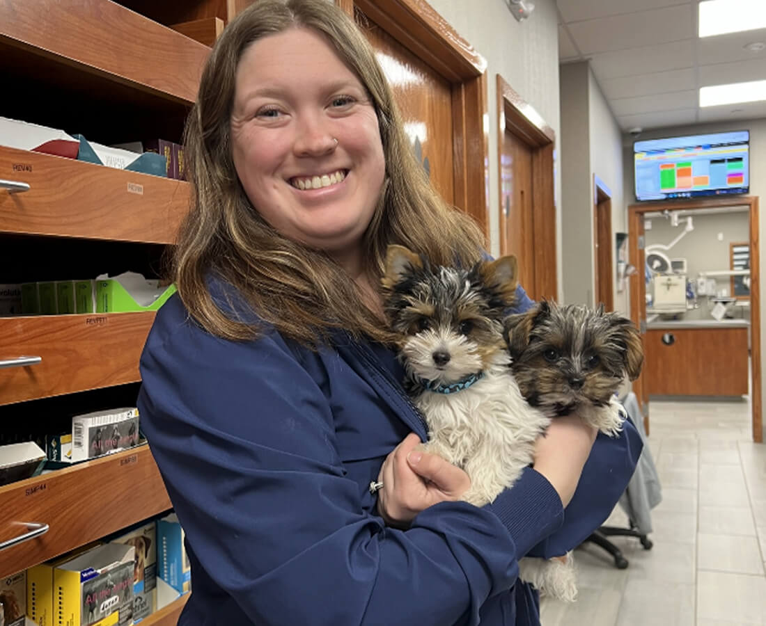 Female Vet Holding 2 Yorkie Puppies