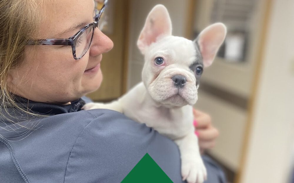 French Bulldog Puppy And Vet