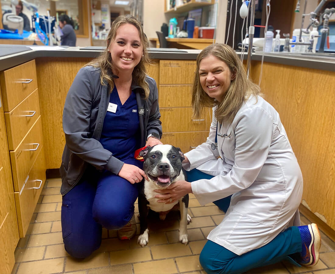 Two Female Vet Staff With Pitbull