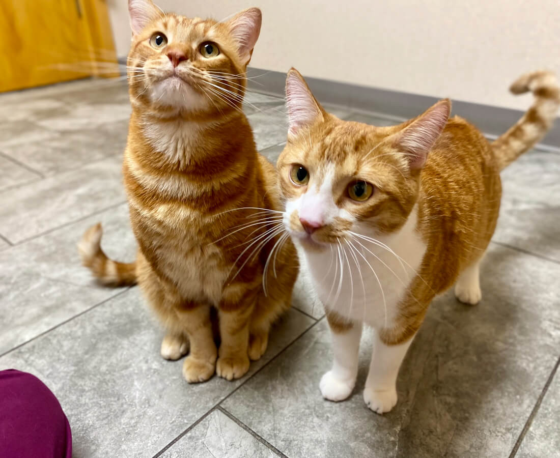 Two Orange Cats Closeup