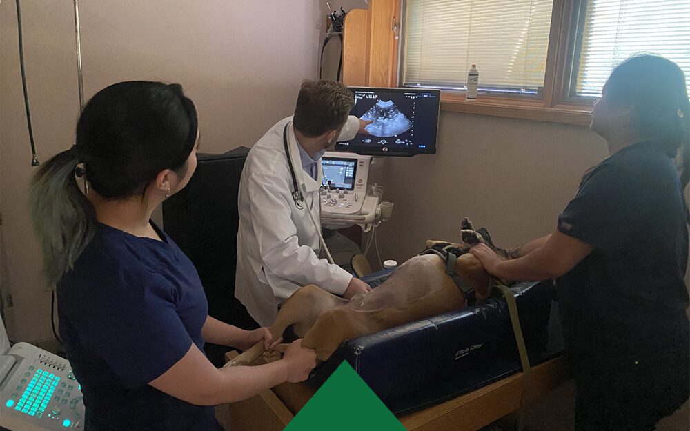 Vet Performing Ultrasound