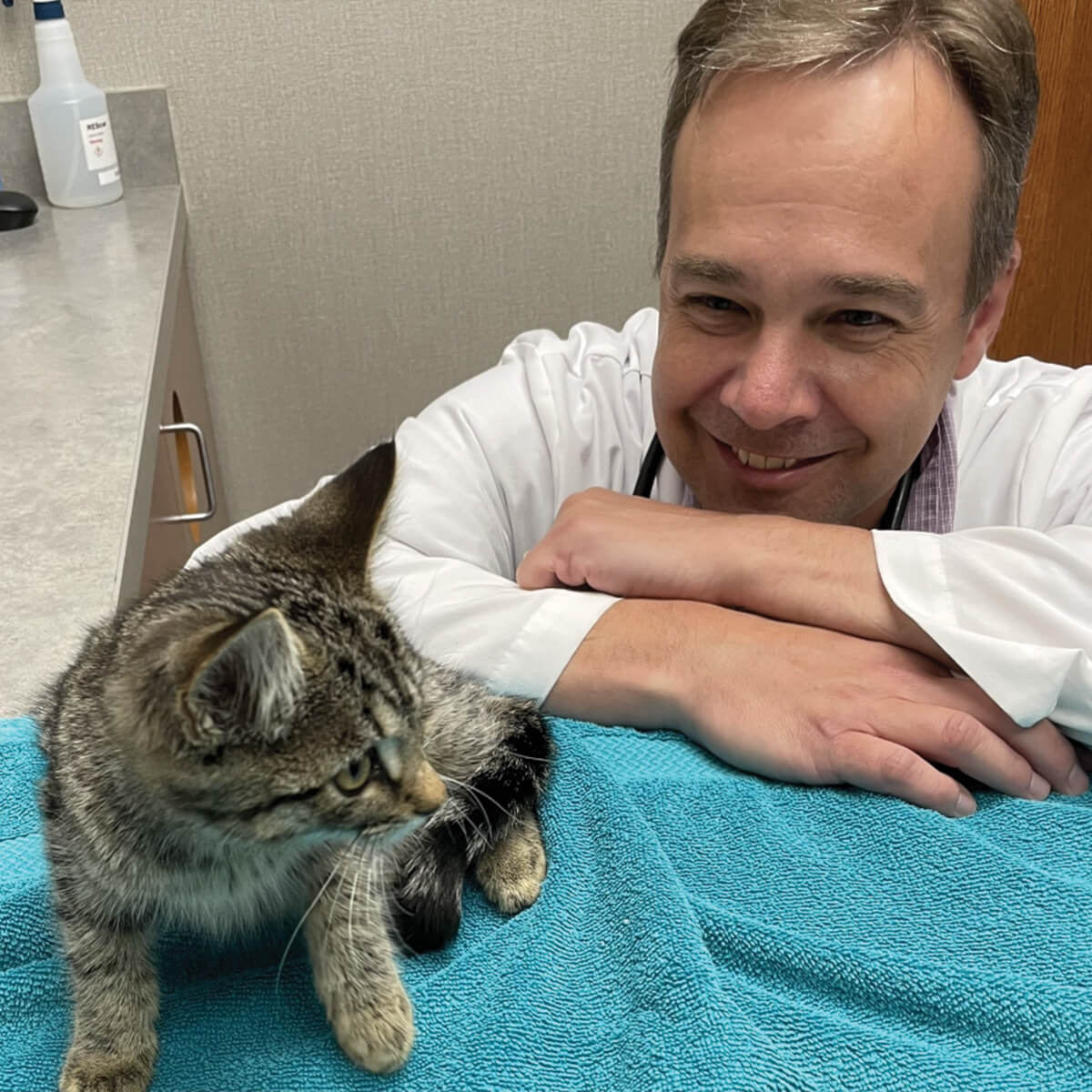 Veterinarian Looking At Tiny Kitten