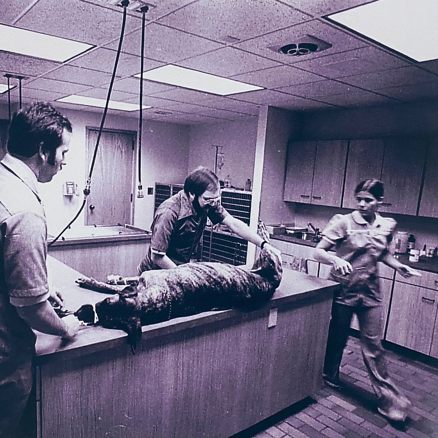 Black And White Photo Of Veterinary Team