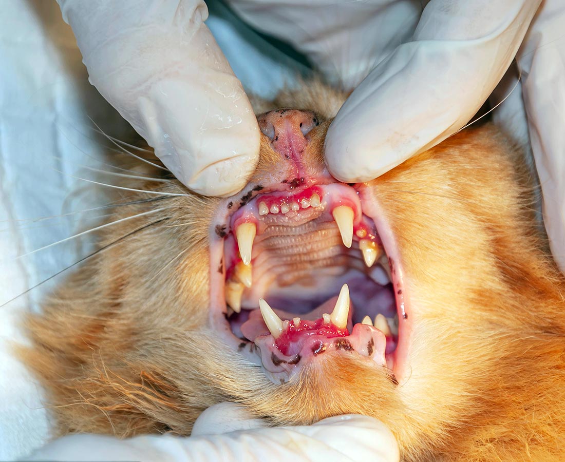 Cat Red Gums orange cat with red gums