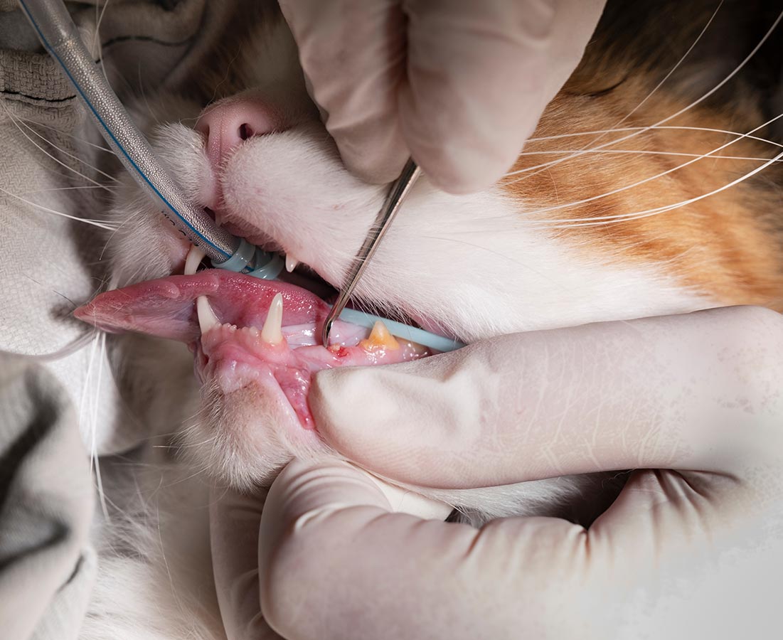 Cat Teeth Cleaning cat under anesthesia getting its teeth cleaned