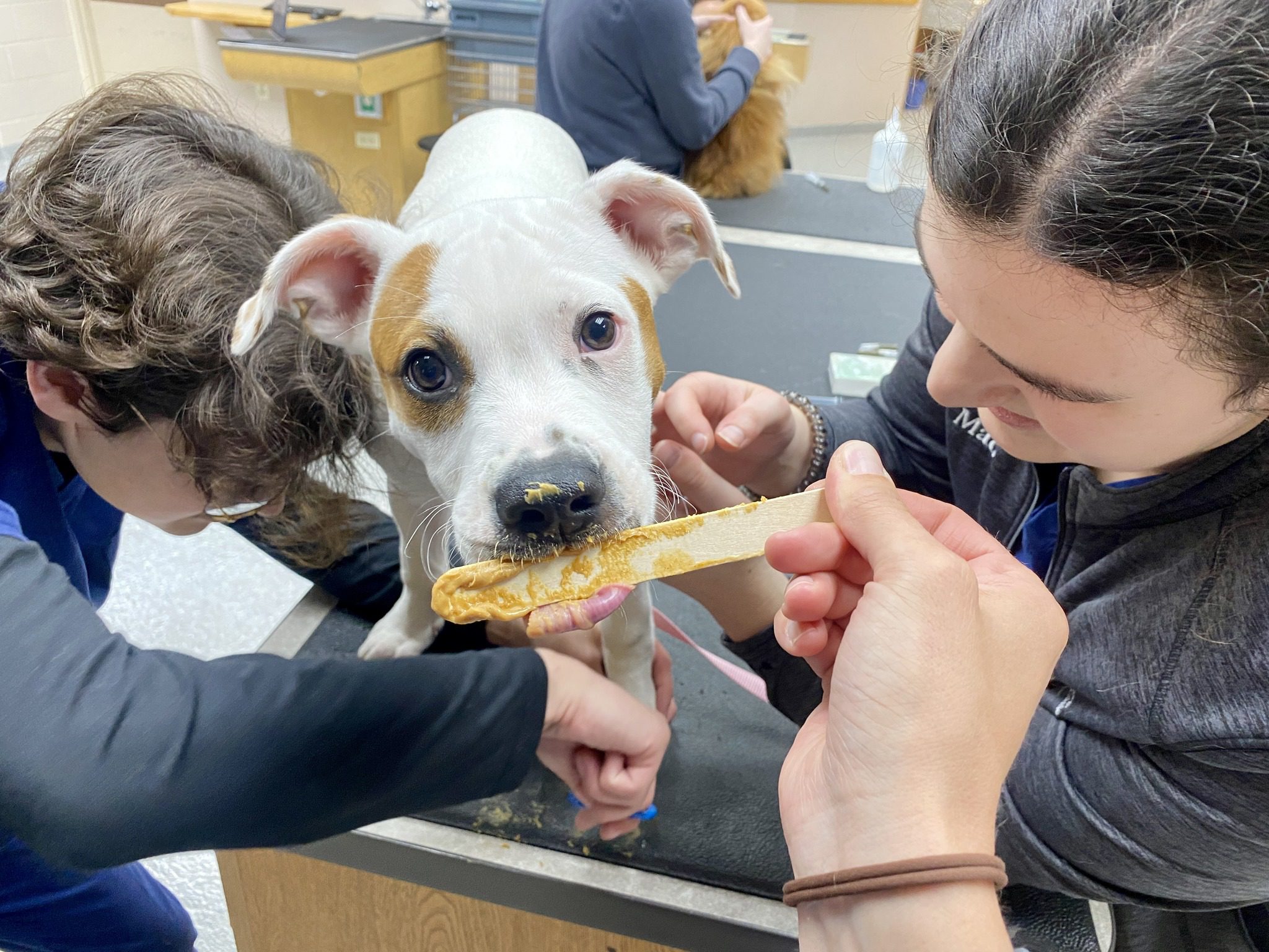 Dog Eating Treat While Being Examined
