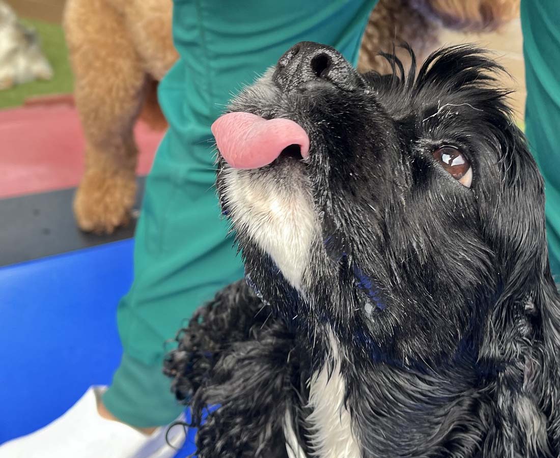 Dog Tongue dog sticking its tongue out