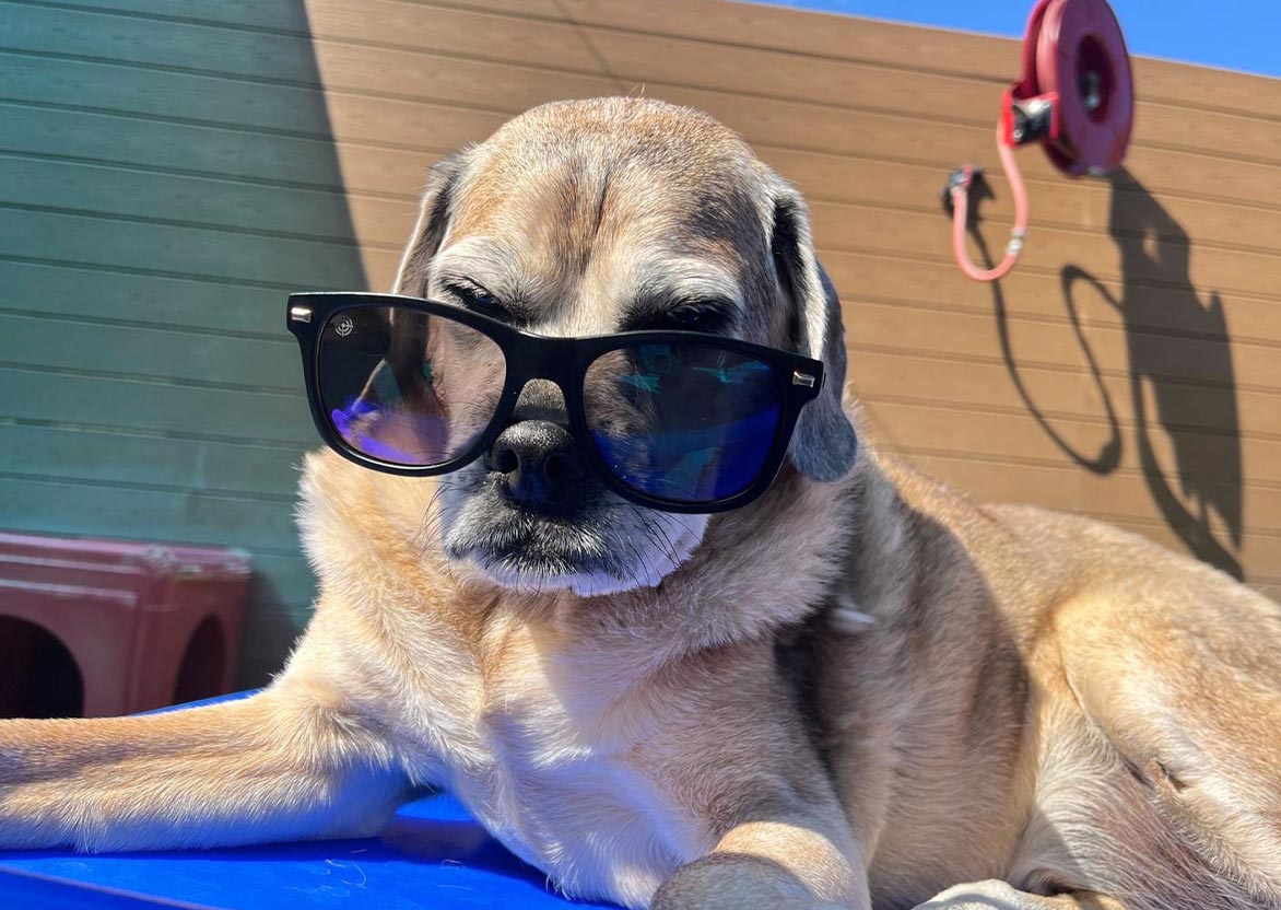 senior dog wearing sunglasses outside senior dog wearing sunglasses outside