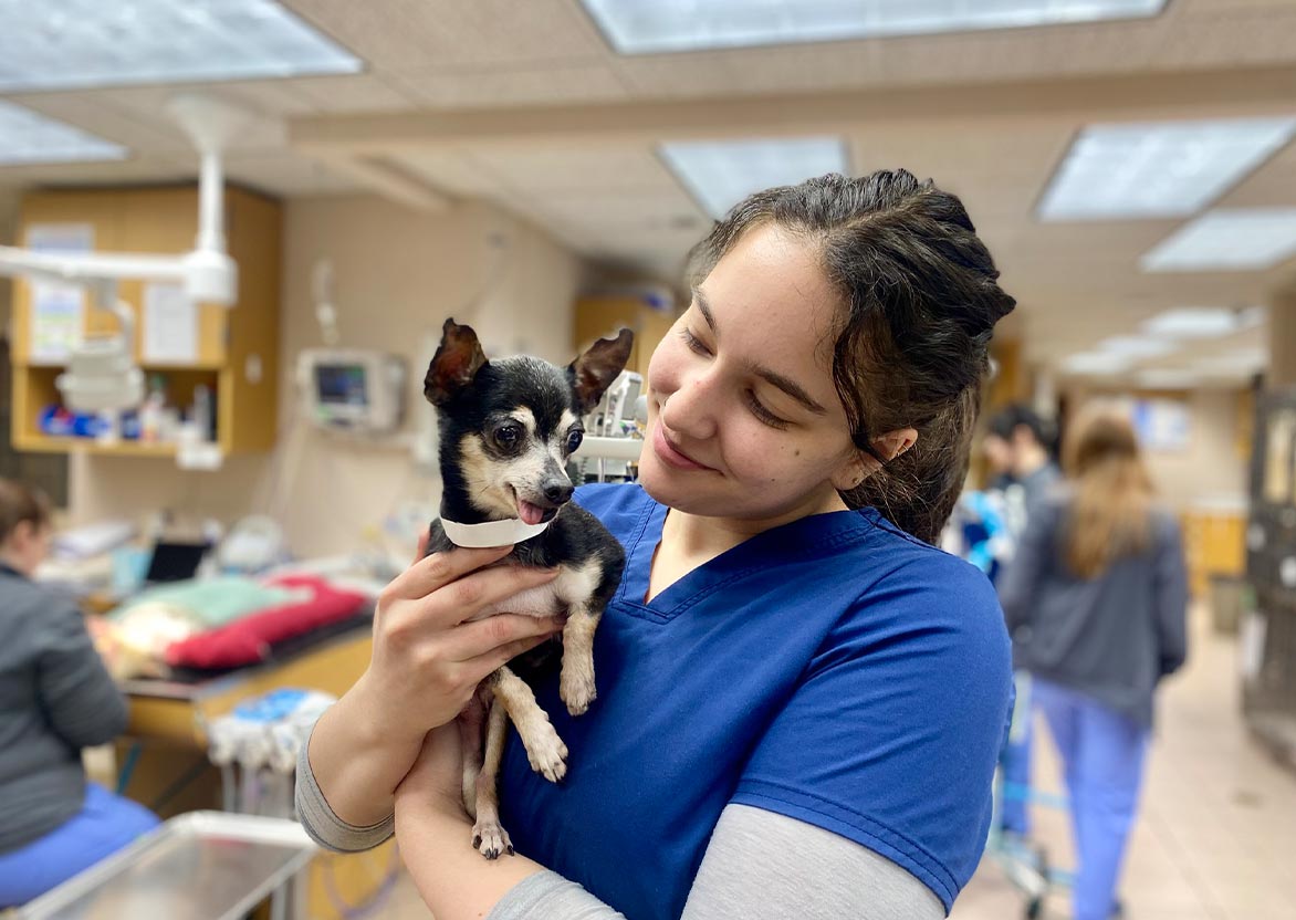 female staff member smiling and holding black and tan senior chihuahua female staff member smiling and holding black and tan senior chihuahua