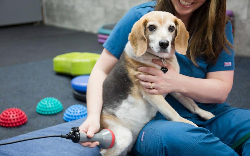 Female Staff Member Smiling While Performing Laser Therapy On Dog