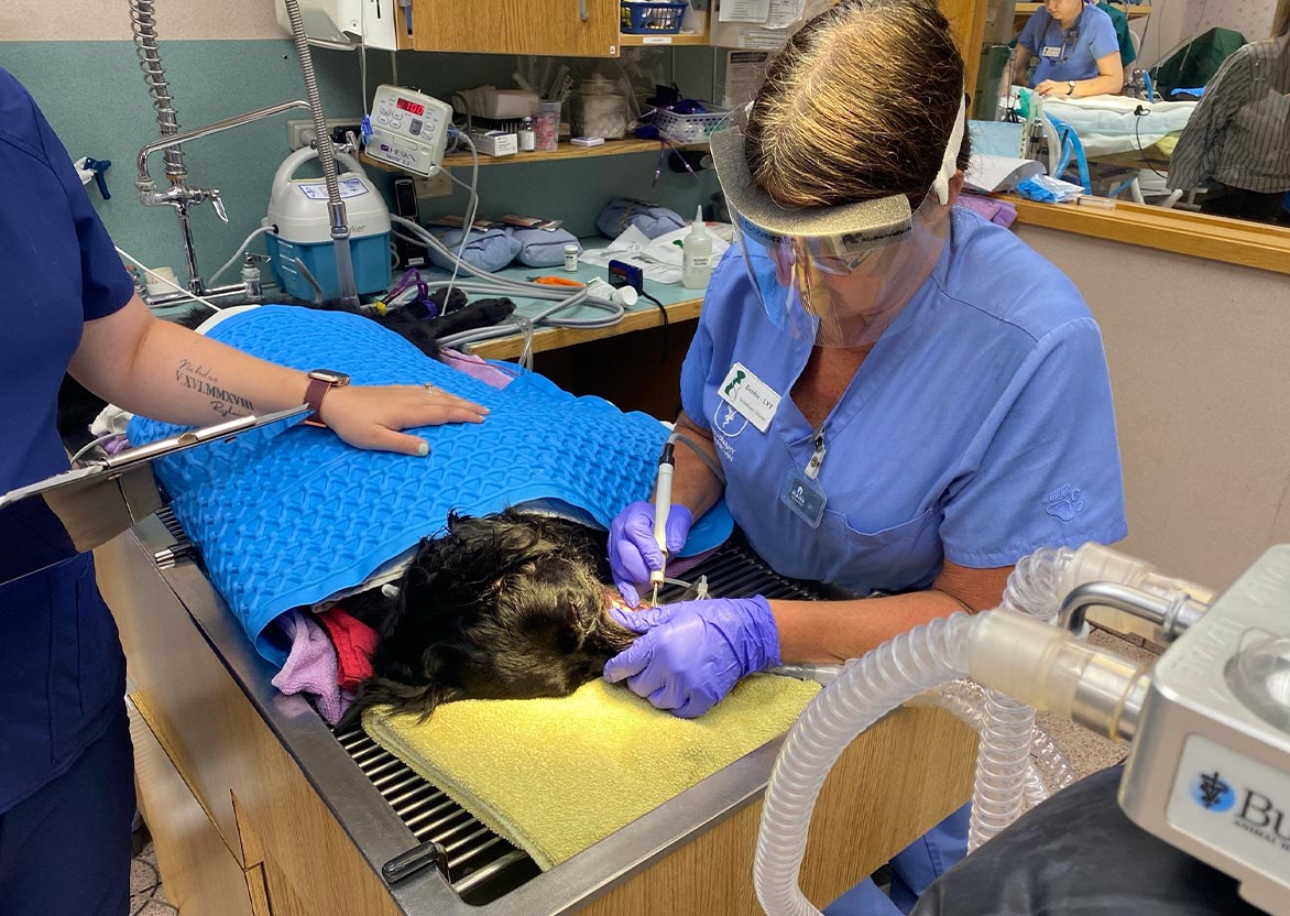 Staff Member Cleaning Dogs Teeth Staff Member Cleaning Dogs Teeth
