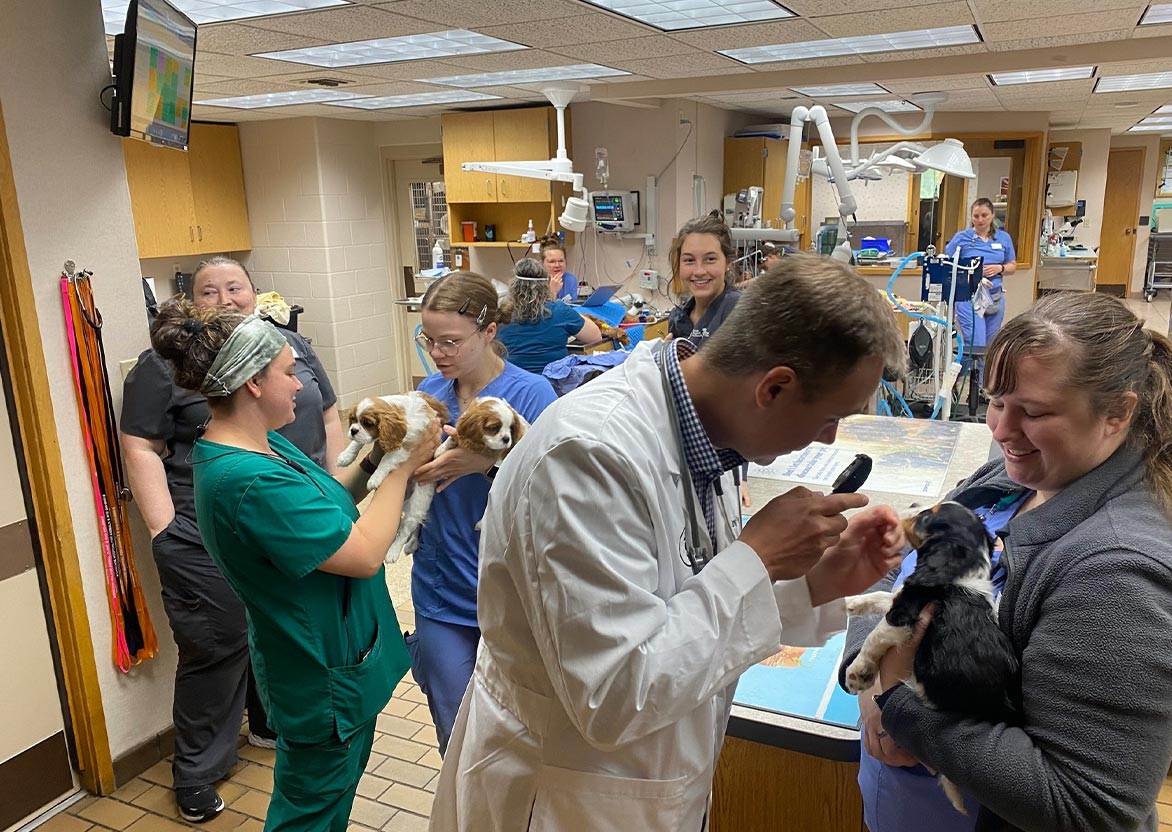 four staff members holding and examining puppies with three more staff members in the background four staff members holding and examining puppies with three more staff members in the background