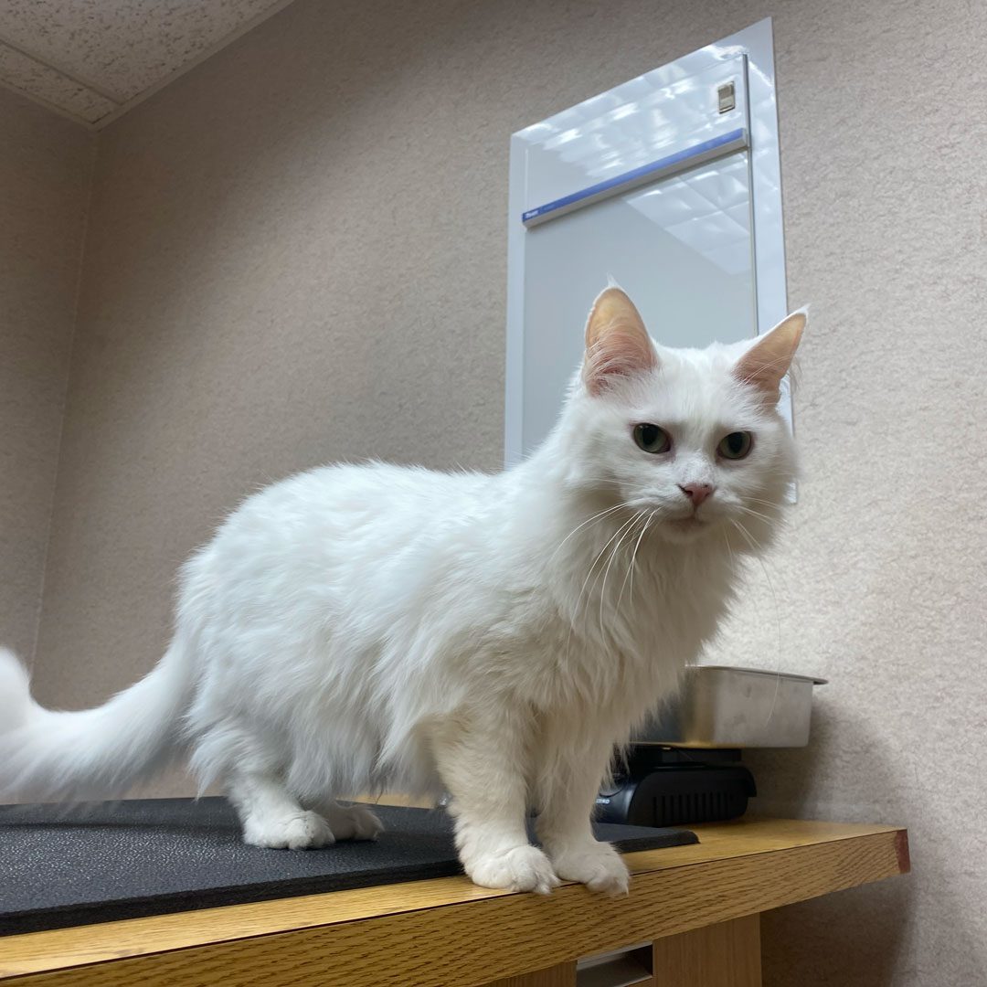 fluffy white cat standing on table