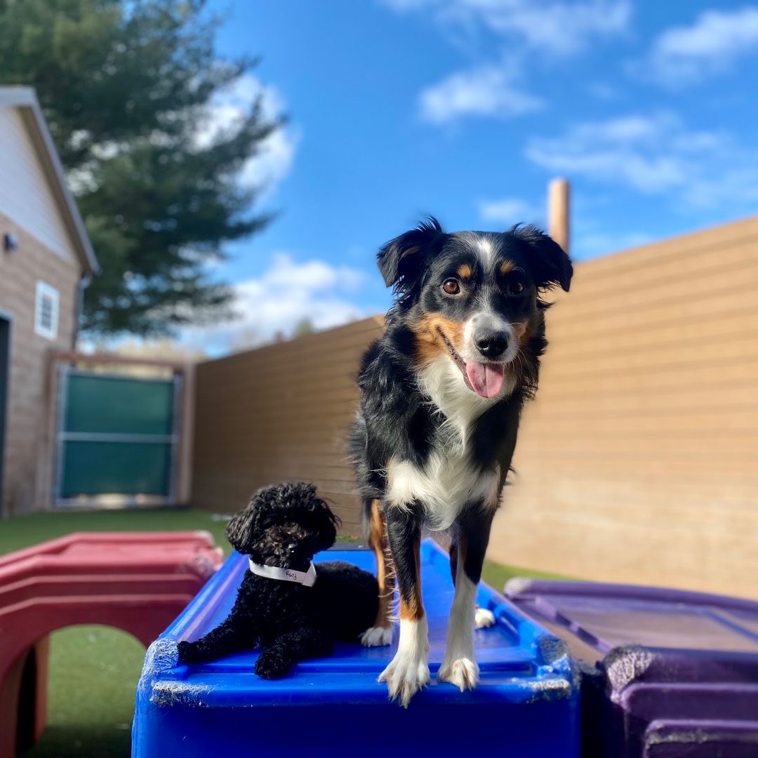 two dogs playing outside