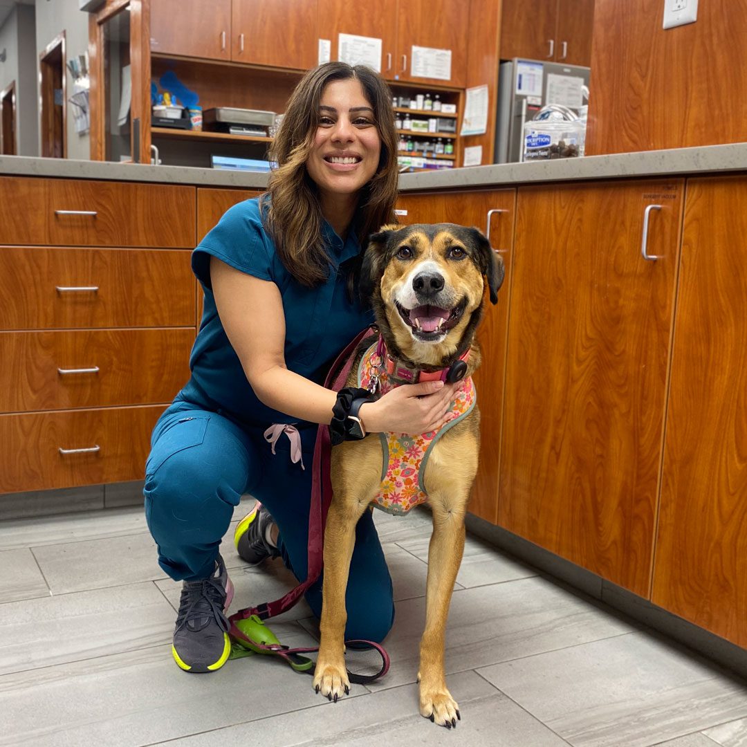 smiling female veterinarian kneeling next to dog