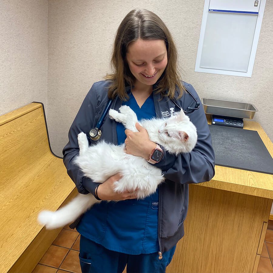 white cat being help by female vet
