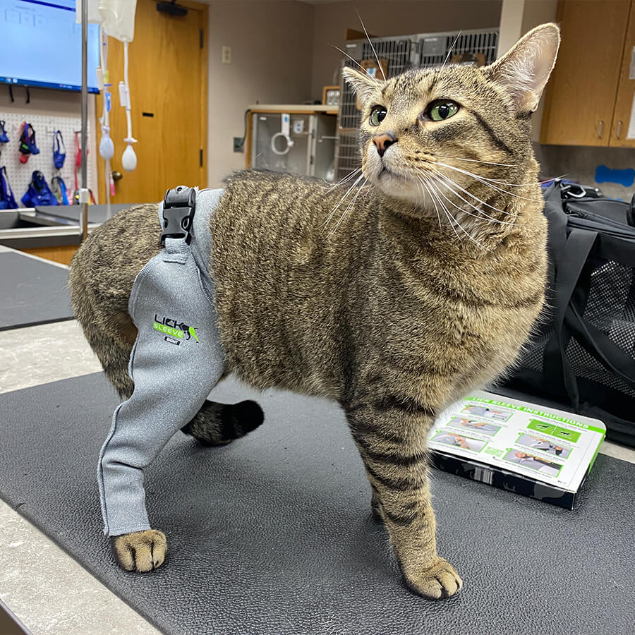 striped brown cat wearing medical leg sleeve