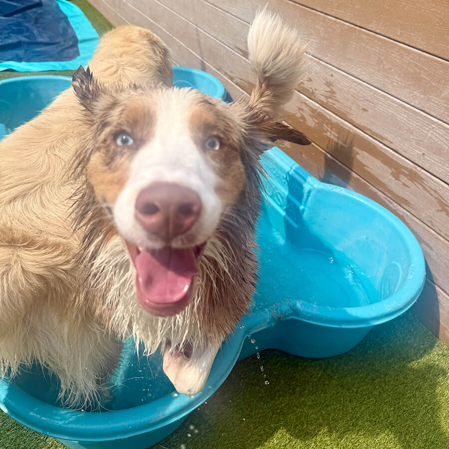 happy brown and white dog in blue pool