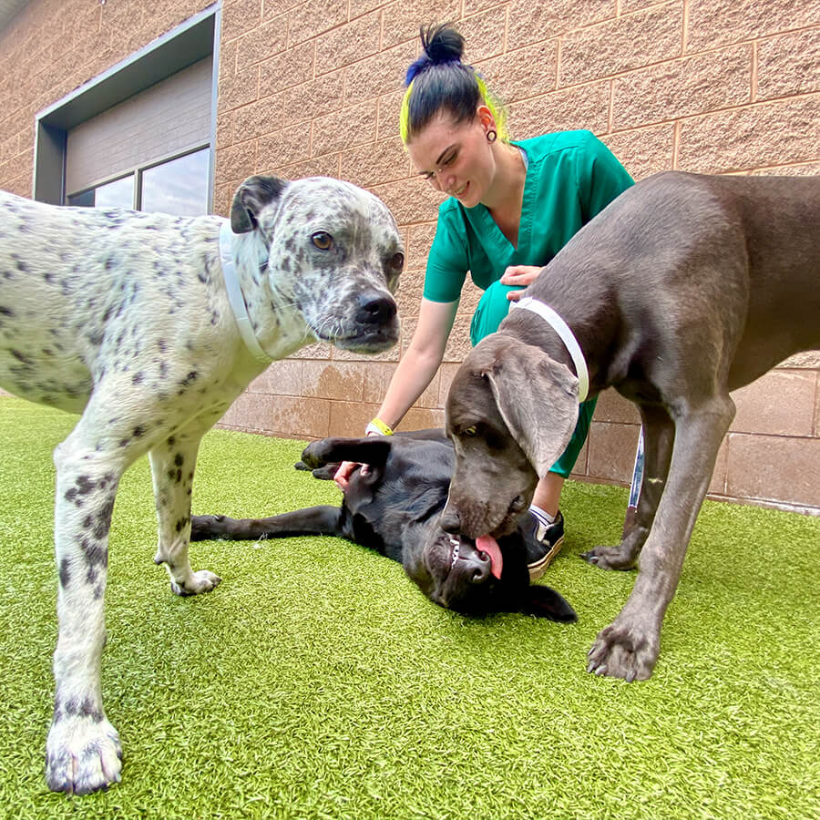 female vet staff member outside with three happy dogs