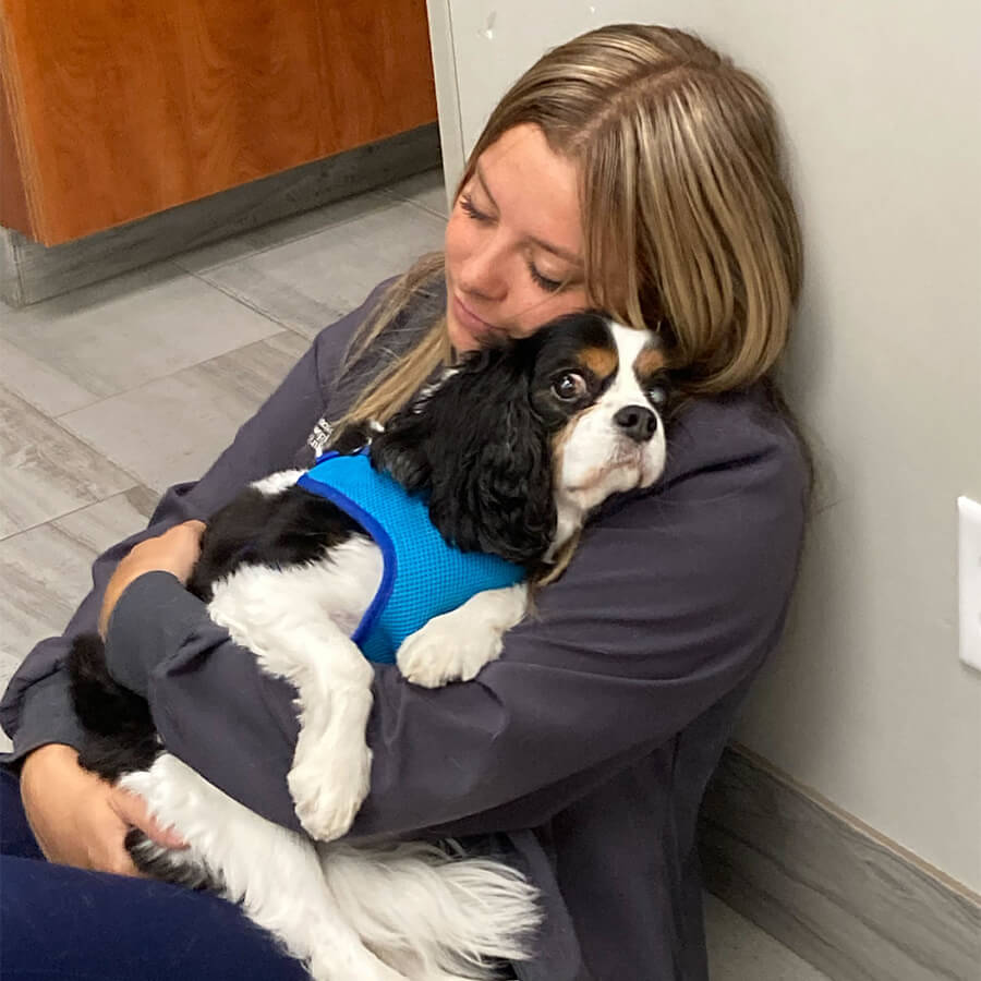 female vet staff holding spaniel dog while sitting on floor