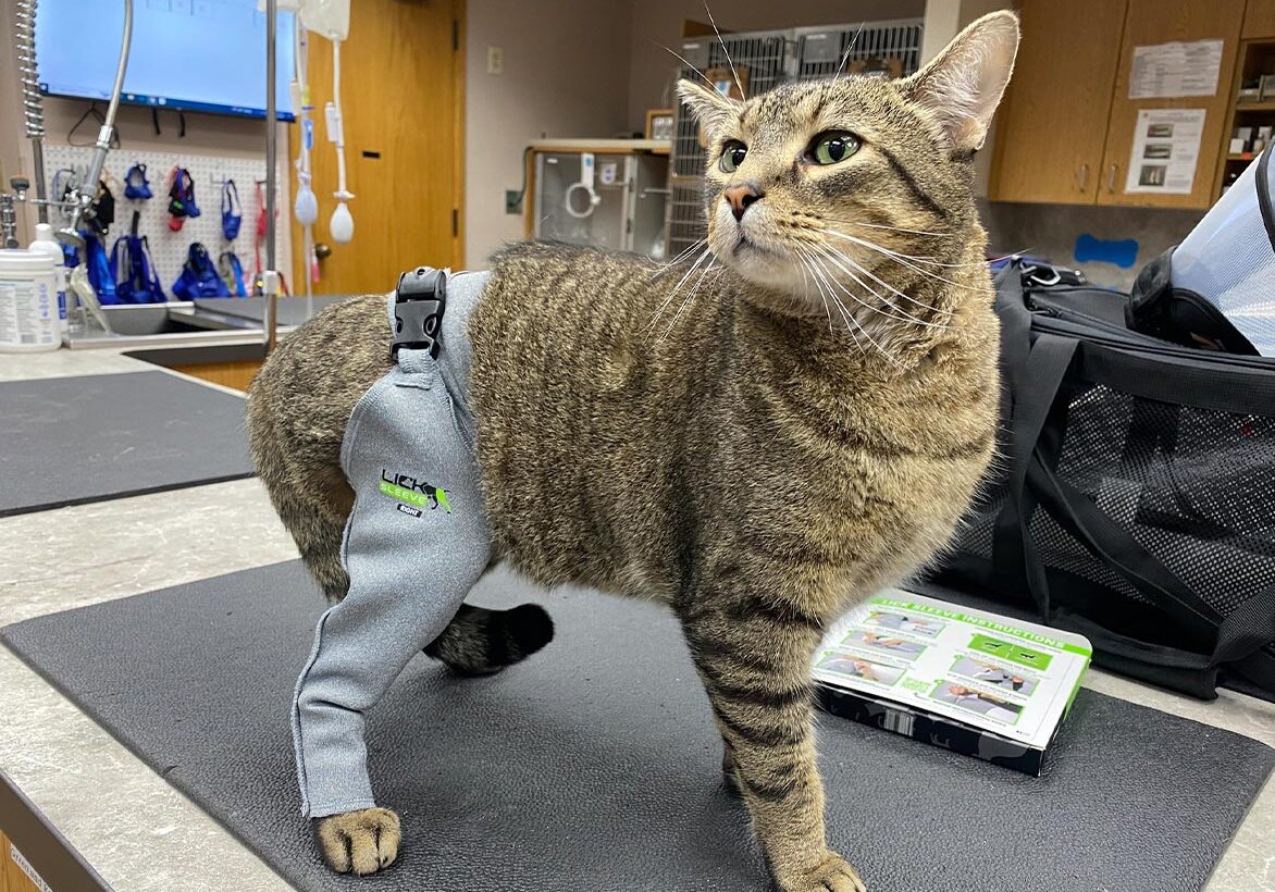 brown striped cat wearing lick sleeve on back right leg while standing on exam table brown striped cat wearing lick sleeve on back right leg while standing on exam table