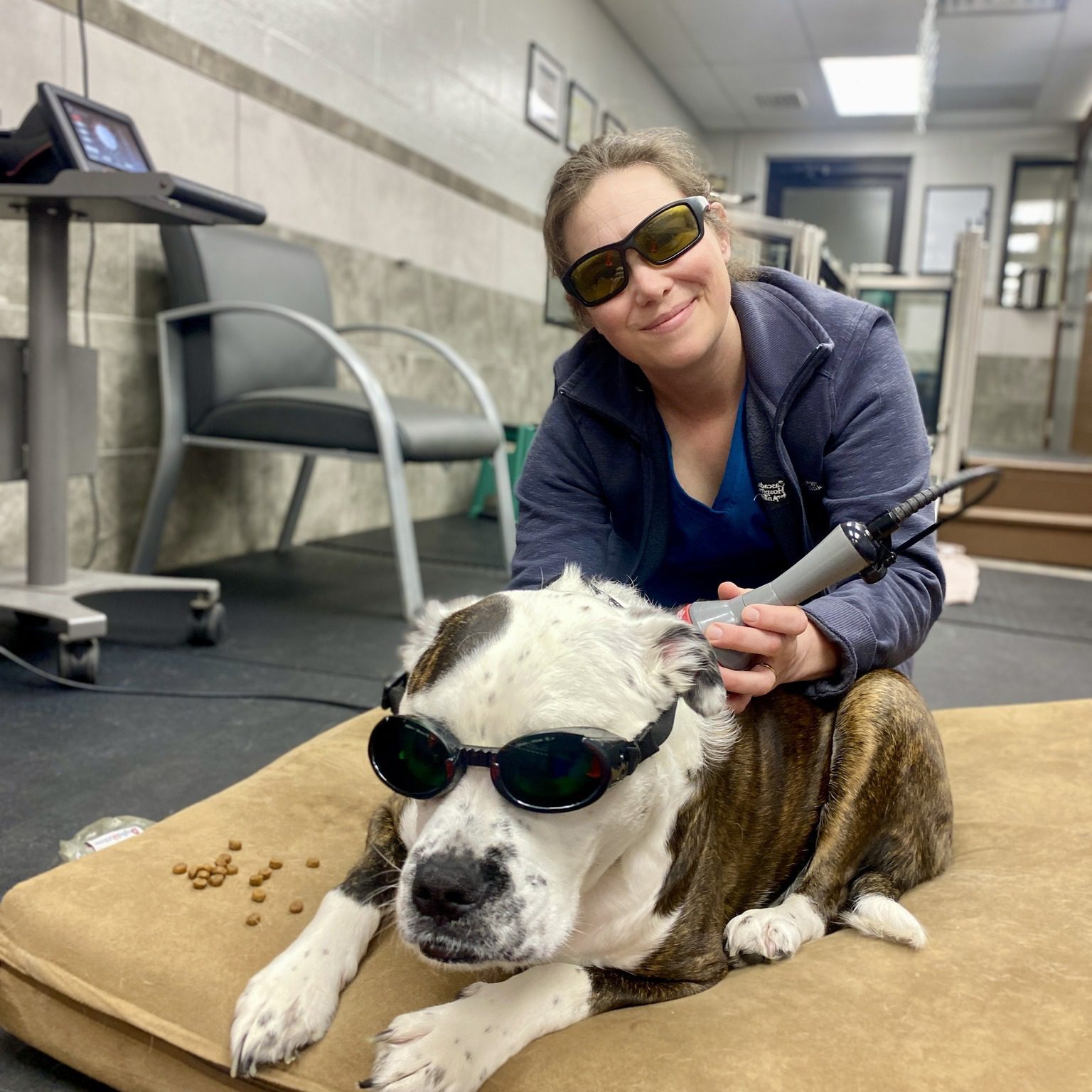 woman performing laser therapy on a dog