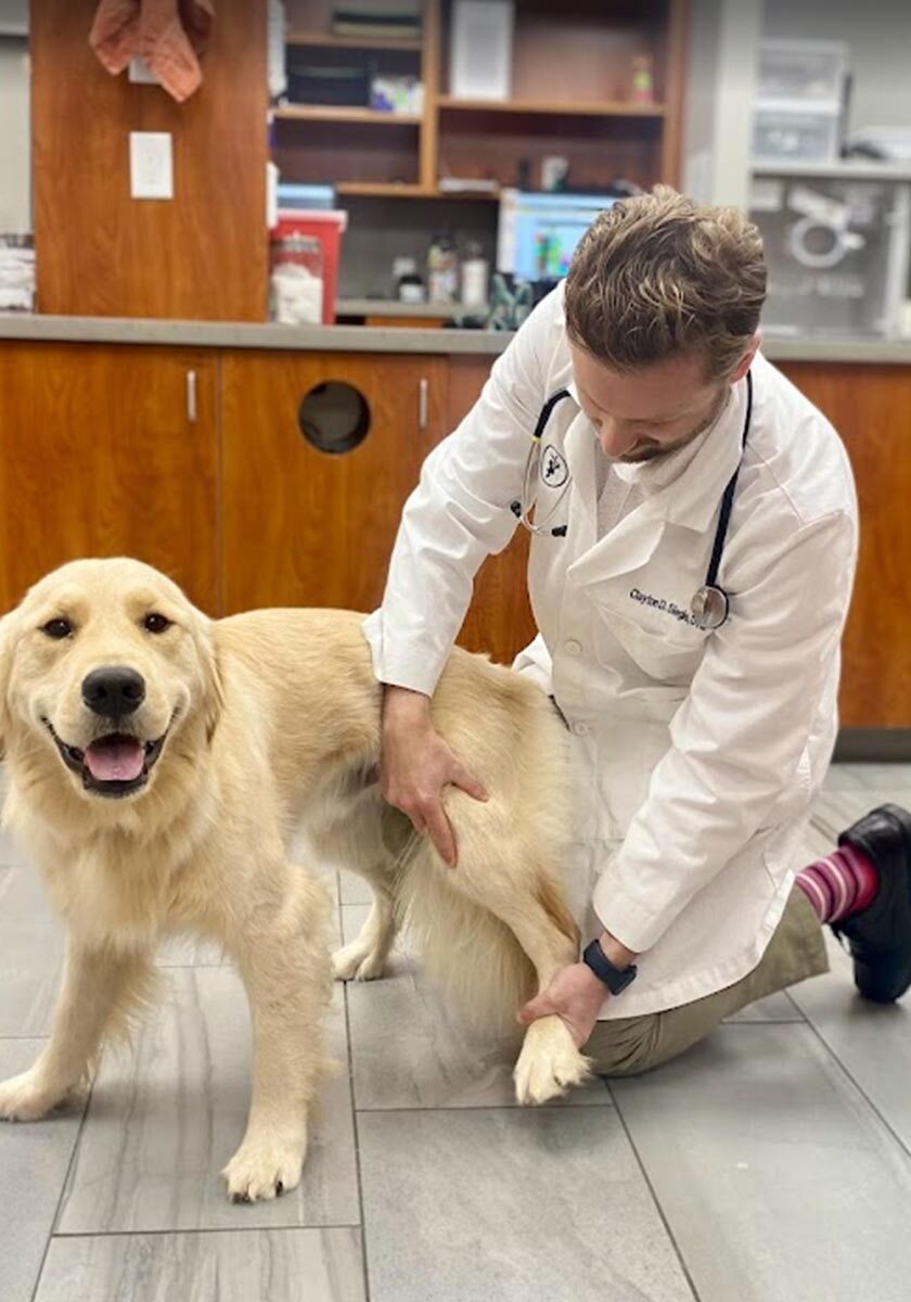 Male Veterinarian Examining Dogs Leg Male Veterinarian Examining Dogs Leg