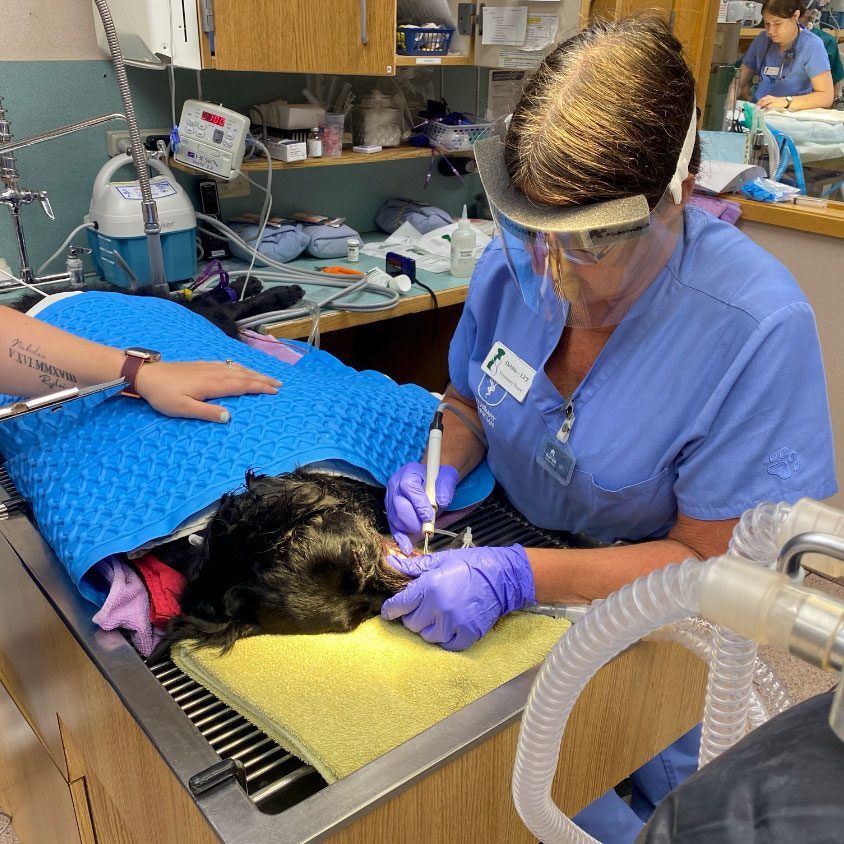 Teeth Cleaning veterinarian cleaning dog's teeth